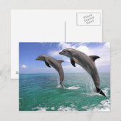 Delfin Postkarte (Vorne/Hinten)