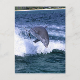 Delfin springend, Grand Bahama, Bahamas Postkarte