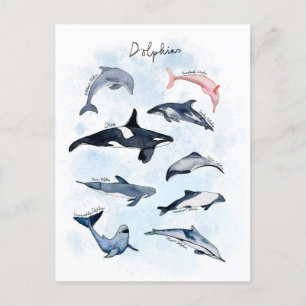 Delfin-Themenparty Kinder-Wasserfarbenzeichnung  Postkarte