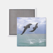 Delfine | Delfin (Großer Tuemmler) Magnet (Vorderseite/Rückseite)