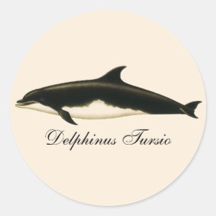 Delfine Delphinus Tursio, alte Meerestiere Runder Aufkleber