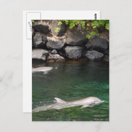 Delfine Postkarte (Vorne/Hinten)