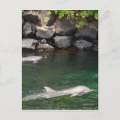 Delfine Postkarte (Vorderseite)