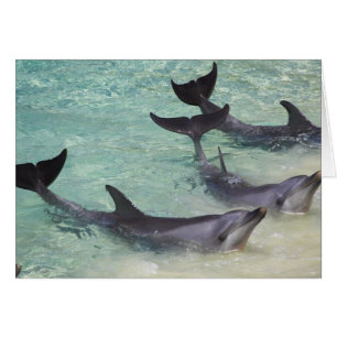 Delfine, Sea World, Gold Coast, Queensland,