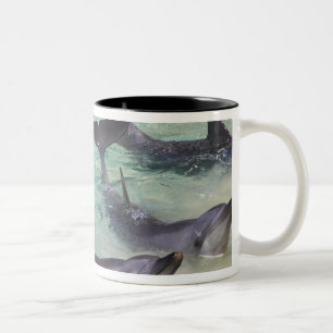 Delfine, Sea World, Gold Coast, Queensland, Zweifarbige Tasse