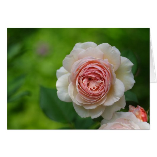 Delicate Creamy Rose (Vorderseite (Horizontal))