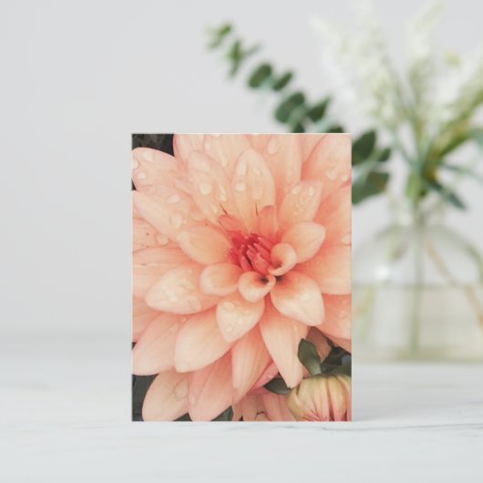 Delicate Dahlia Postkarte (Stehend Vorderseite)