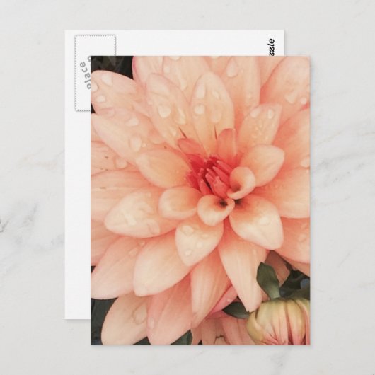 Delicate Dahlia Postkarte (Vorne/Hinten)