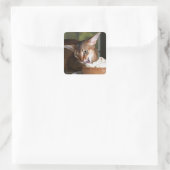 Delicate Indulgence Cat Sticker (Tasche)