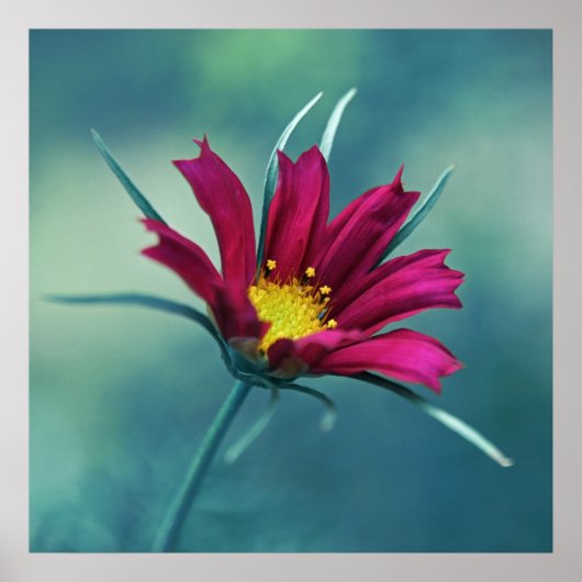 Delicate Pink Cosmos Blume Makro Abstrakt auf Blue Poster (Vorne)