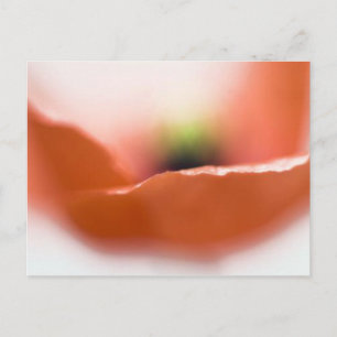 Delicate Poppy Postkarte