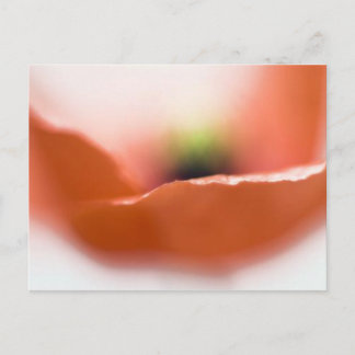 Delicate Poppy Postkarte