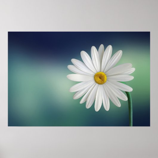 Delicate White Daisy Poster (Vorne)