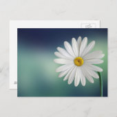 Delicate White Daisy Postkarte (Vorne/Hinten)
