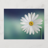 Delicate White Daisy Postkarte (Vorderseite)