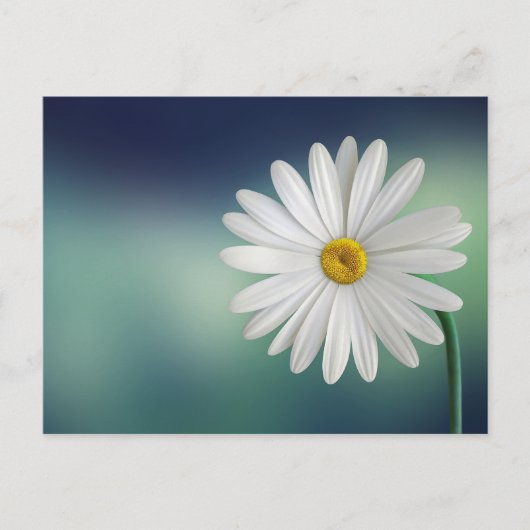 Delicate White Daisy Postkarte (Vorderseite)