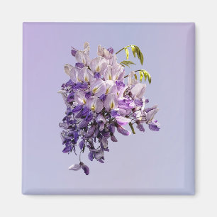 Delicate Wisteria Magnet