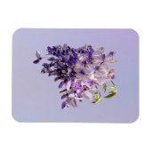 Delicate Wisteria Magnet (Horizontal)