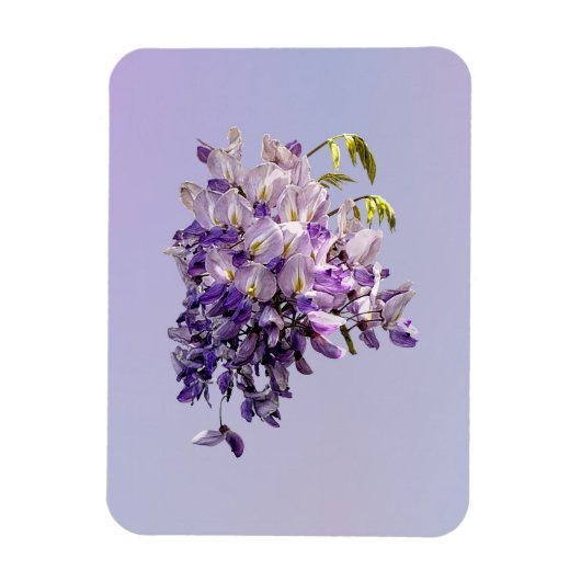 Delicate Wisteria Magnet (Vertikal)
