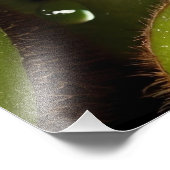 Delicious Green Kiwis Fotodruck (Ecke)