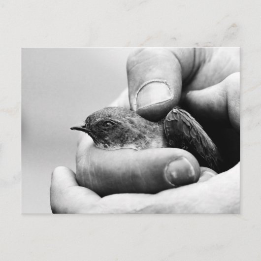 Delikat - Postkarte (Vorderseite)