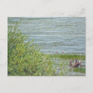 Delikatbewegung Postkarte