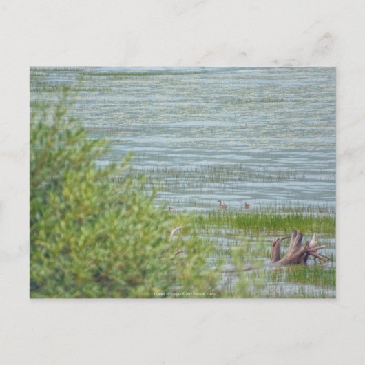 Delikatbewegung Postkarte (Vorderseite)