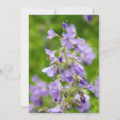 Delikate blaue Blumen auf einem grünen Feld im Frü (Vorderseite)