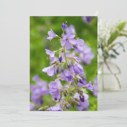Delikate blaue Blumen auf einem grünen Feld im Frü (Stehend Vorderseite)