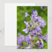 Delikate blaue Blumen auf einem grünen Feld im Frü (Vorne/Hinten)