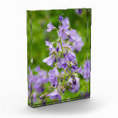 Delikate blaue Blumen auf einem grünen Feld im Frü Fotoblock (Links)