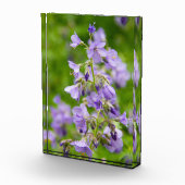 Delikate blaue Blumen auf einem grünen Feld im Frü Fotoblock (Rechts)