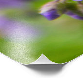 Delikate blaue Blumen auf einem grünen Feld im Frü Fotodruck (Ecke)