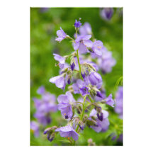 Delikate blaue Blumen auf einem grünen Feld im Frü