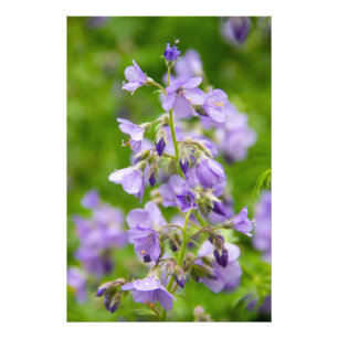 Delikate blaue Blumen auf einem grünen Feld im Frü Fotodruck