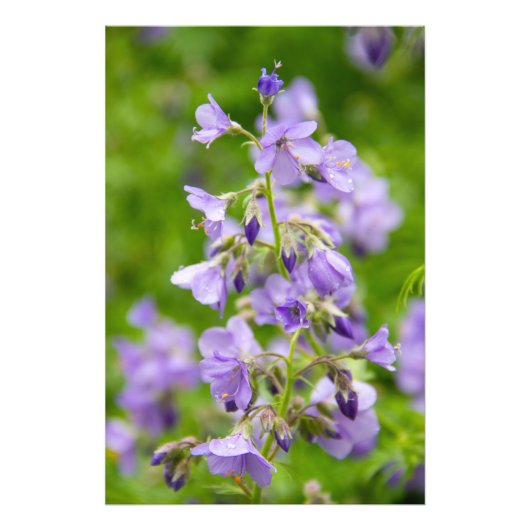 Delikate blaue Blumen auf einem grünen Feld im Frü Fotodruck (Vorne)