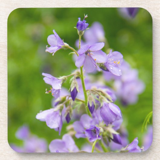 Delikate blaue Blumen auf einem grünen Feld im Frü Getränkeuntersetzer (Vorderseite)