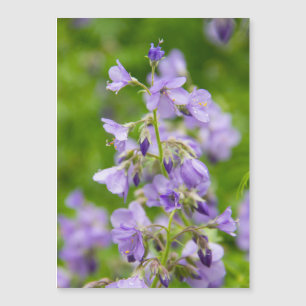 Delikate blaue Blumen auf einem grünen Feld im Frü Magnetkarte