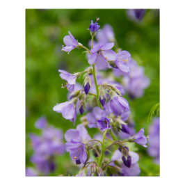 Delikate blaue Blumen auf einem grünen Feld im Frü Poster