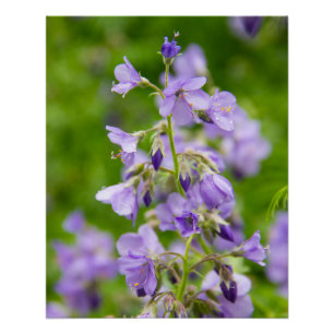 Delikate blaue Blumen auf einem grünen Feld im Frü Poster
