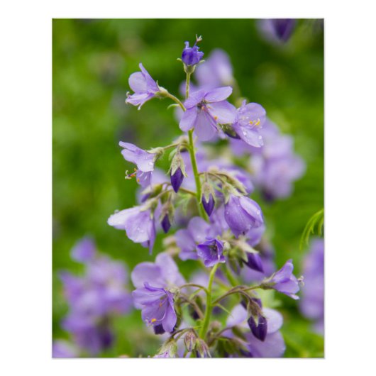 Delikate blaue Blumen auf einem grünen Feld im Frü Poster (Vorderseite)