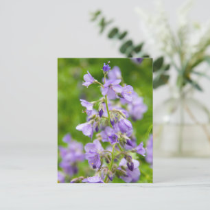 Delikate blaue Blumen auf einem grünen Feld im Frü Postkarte
