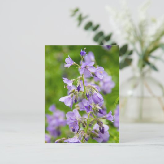 Delikate blaue Blumen auf einem grünen Feld im Frü Postkarte (Stehend Vorderseite)
