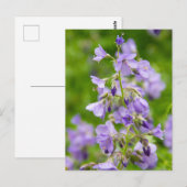 Delikate blaue Blumen auf einem grünen Feld im Frü Postkarte (Vorne/Hinten)