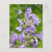 Delikate blaue Blumen auf einem grünen Feld im Frü Postkarte (Vorderseite)