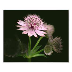Delikate Blume 8x10 Fotodruck