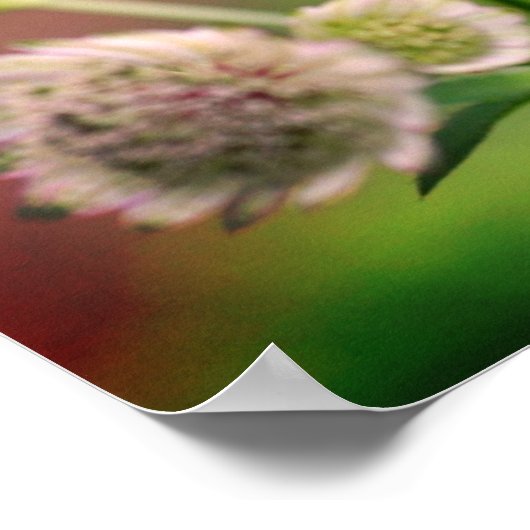 Delikate Blume Poster (Ecke)