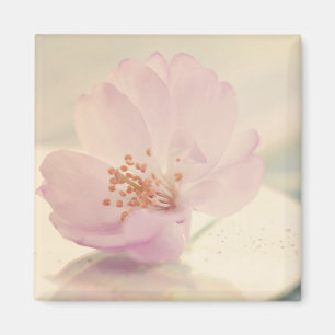 Delikate Blume Soft Pink Cherry Blossom Magnet