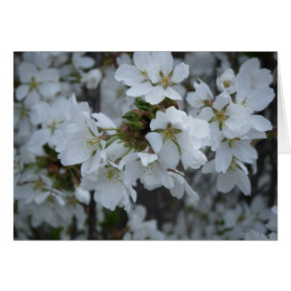 "Delikate Blüten"
