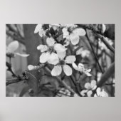 Delikate Blüten 3623 Poster (Vorne)